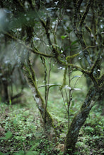 Load image into Gallery viewer, Caoxianxian Rougui: A Hidden Gem from Niu Lan Keng, Handcrafted by Intangible Cultural Heritage Master Wang Guo Xing