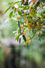 Load image into Gallery viewer, 2023 "Osmanthus Black Tea"/桂花红茶