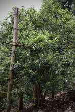 Load image into Gallery viewer, "2024 Bangdong·Barren Mountain Ancient Tree Pu'er Sheng Tea"邦东·荒山古树普洱生茶.