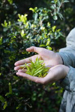 Load image into Gallery viewer, Tongxin She Teahouse 2025 Limited Launch | Handmade Bai Jiguan by Gao Peng and His Mother, A Cup Holds the Elegance of Wuyi白鸡冠。