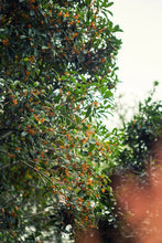 Load image into Gallery viewer, 2023 "Osmanthus Black Tea"/桂花红茶