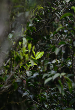 Load image into Gallery viewer, Tasting the "Tea Tiger" in 2025: Spring Delights at Tongxin She Teahouse