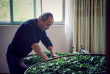 Load image into Gallery viewer, 2023 Jin Jiao Yi Shui Xian (金交椅水仙)