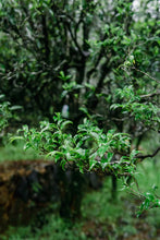 Load image into Gallery viewer, 2025 Tongxinshe Teahouse Launches a Rare Dancong Tea – Ancient Tree Big Bone Tribute Dancong/古树大骨贡