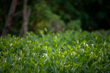 Load image into Gallery viewer, 2023 Ma Tou Yan Zheng Yan Rou Gui/马头岩正岩肉桂