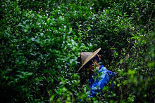 Load image into Gallery viewer, 2023 Jin Jiao Yi Shui Xian (金交椅水仙)