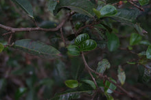 Load image into Gallery viewer, Yi Bang PuerSheng Tea Ancient Tree Cat's Ear/猫耳朵古树普洱生茶.