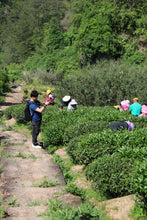 Load image into Gallery viewer, 2024 In Search of Jinjiaoyi Shuixian: A Treasure of Wuyi Rock Tea in Tongxin She Teahouse