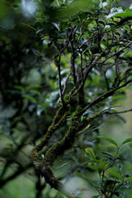 Load image into Gallery viewer, Tongxinshe Teahouse Premium Selection Pin Shi Yan Lao Cong ShuiXian: A Brew Embodies the Timeless Charm of Wuyi Zhengyan Rock Tea