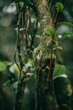 Load image into Gallery viewer, Tongxin She New Release | Orchid Above the Rocks(岩上幽兰)
Pure Qian Li Xiang from Water Curtain Cave – Qishan, Wuyi Rock Tea Limited to 15kg | For Tea Lovers Who Prefer High-Fragrance Teas