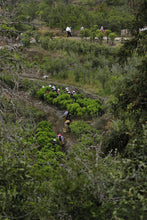 Load image into Gallery viewer, 2023 Oolong Tea "Phoenix Dancong/Milan Xiang"