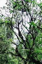Load image into Gallery viewer, 2025 Tongxinshe Teahouse Launches a Rare Dancong Tea – Ancient Tree Big Bone Tribute Dancong/古树大骨贡