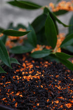 Load image into Gallery viewer, 2023 "Osmanthus Black Tea"/桂花红茶