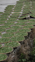 Load image into Gallery viewer, 2008 Fuding Old White Tea.