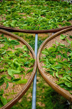 Load image into Gallery viewer, Tongxin She Teahouse | 2026 Da’an Old‑Bamboo Cong: Serenity of Bamboo, Return to Mountain Spirit大庵老丛竹叶