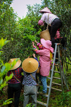 Load image into Gallery viewer, Phoenix Dancong rare variety "Shi Li Xiang  Dancong"/十里香