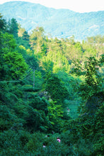 Load image into Gallery viewer, The Name of Da Hong Pao: A Taste of 2025 Pure Qidan from Tongxinshe Teahouse奇丹