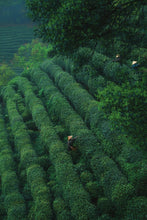 Load image into Gallery viewer, Tongxin She Teahouse | 2026 Premium West Lake Longjing Pre-sale,Baihefeng Yuantoumen: The Hidden Spirit of Jiangnan’s Spring Mountains