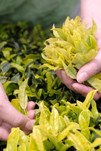 Load image into Gallery viewer, Tongxin She Teahouse 2025 Limited Launch | Handmade Bai Jiguan by Gao Peng and His Mother, A Cup Holds the Elegance of Wuyi白鸡冠。