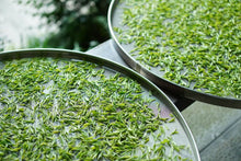 Load image into Gallery viewer, 2026 Tongxin She Tea Journey to Huzhou, Zhejiang: Not All White Tea is Anji White Tea