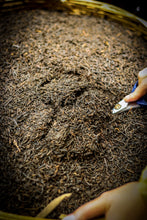 Load image into Gallery viewer, Gentle Warmth for Autumn & Winter, Authentic Flavor in Aged Tea: Tasting Tongxinshe's 1999 Bud Liubao Tea