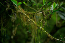 Load image into Gallery viewer, Chunshe Tea House's 2025 Spring Snake Blessing New Year Tea Gift