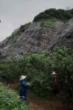 Load image into Gallery viewer, Plum Spirit Meets Cliff Charm: A Tasting Note of Tongxin She's 2025 Ancient Old Bush Xiangtianmei Oolong
北斗峰老枞向天梅