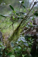 Load image into Gallery viewer, Tongxin She 2026 Tongmuguan Old-Clump Black Tea New Launch | Bearing Mountain Bones, Sipping Years, One Brew Reveals Tongmu 老枞红茶