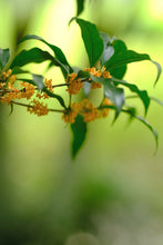 Load image into Gallery viewer, 2026 Premium Sweet Osmanthus Longjing · One Tea Embodies Spring and Autumn, Scent Crafted to Perfection特级桂花龙井