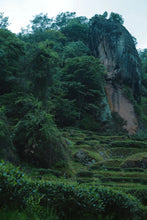 Load image into Gallery viewer, Tongxinshe Teahouse in 2025 is "Buzhichun from Panlongyan" (limited free experience package/8.4g).不知春