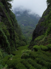 Load image into Gallery viewer, Tongxinshe Teahouse Recommends: Luo Shengcai's Limited-Edition Rock Tea "Xiannvsanhua"– Savoring a Century of Rock Essence and Tea Aroma in One Cup仙女散花