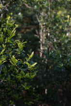 Load image into Gallery viewer, Tongxin She Teahouse 2025 Limited Launch | Handmade Bai Jiguan by Gao Peng and His Mother, A Cup Holds the Elegance of Wuyi白鸡冠。