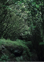 Load image into Gallery viewer, 2023 Hui Yuan Keng Lu Xiu Centennial Lao Cong Shui Xian.