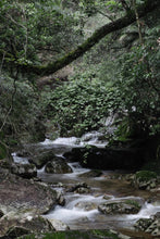 Load image into Gallery viewer, The 19th Black Tea Competition of Wuyishan Tea Bureau/First Prize "Wilderness Da Chi Gan"