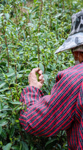 Load image into Gallery viewer, Tongxin Tea House March Trip to Yixing | Tasting the First-Pick Yangxian Xueya,The Spring Freshness Hidden in the Capital of Zisha