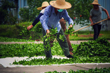 Load image into Gallery viewer, Floral Dahongpao/花香大红袍