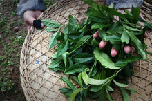 Load image into Gallery viewer, 2020 Chen Cha “Bị Shi Yan Da Hong Pao”陈茶“碧石岩大红袍”高火茶