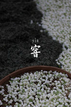 Load image into Gallery viewer, Tongxin‑She Tea House · 9‑Times Scented Jasmine King Silver Needle, Fuzhou 2026 茉莉针王