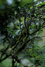 Load image into Gallery viewer, San Yang Feng Rou Gui | Award-Winning Wuyi Rock Tea from Tongxin She Teahouse /三仰峰肉桂