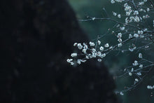 Load image into Gallery viewer, Plum Spirit Meets Cliff Charm: A Tasting Note of Tongxin She's 2025 Ancient Old Bush Xiangtianmei Oolong
北斗峰老枞向天梅