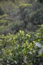 Load image into Gallery viewer, Tasting the "Tea Tiger" in 2025: Spring Delights at Tongxin She Teahouse