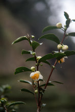 Load image into Gallery viewer, San Yang Feng Rou Gui/三仰峰肉桂