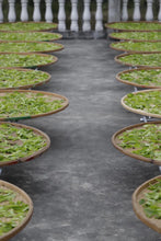 Load image into Gallery viewer, 2024 Phoenix Dancong Limited Edition "Ancient Tree Dong Fang Hong "