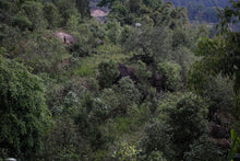 Load image into Gallery viewer, "2024 Bangdong·Barren Mountain Ancient Tree Pu'er Sheng Tea"邦东·荒山古树普洱生茶.