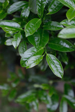 Load image into Gallery viewer, A cup of "Duck Shit Fragrance", taste the charm of Phoenix-Tongxinshe Teahouse's 2025 special duck shit fragrance is stunningly launched