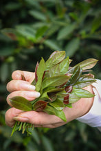 Load image into Gallery viewer, Rock Bones Hide Treasures, Craftsmanship Bears Signature – Tongxinshe Presents 2025 Intangible Cultural Heritage Grade Niulan Keng Qizhong (8.3g per Can) to Tea Lovers 牛栏坑奇种