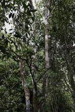 Load image into Gallery viewer, "2024 Bangdong·Barren Mountain Ancient Tree Pu'er Sheng Tea"邦东·荒山古树普洱生茶.