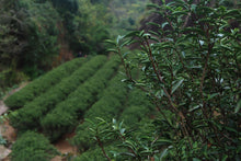 Load image into Gallery viewer, 2024 Wuyi Mountain Rare Rock Tea Ba Xian, Long Rock Rhyme and Elegant Fragrance