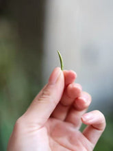 Load image into Gallery viewer, 2025 Wuyishan Tongmu Guan Floral Jinjunmei Black Tea Arrives at Tongxinshe Teahouse! Inviting You to Taste the Essence of Black Tea