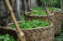 Load image into Gallery viewer, 2024 Tong Mu Guan Lao Cong Hong Cha.